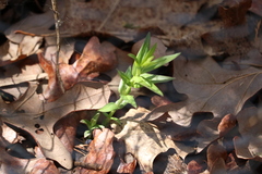 Gentiana puberulenta
