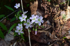Claytonia caroliniana