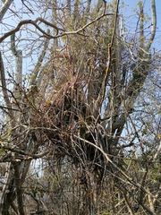 Tillandsia huamelulaensis