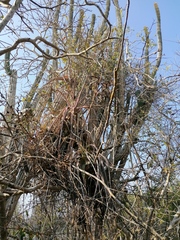 Tillandsia huamelulaensis