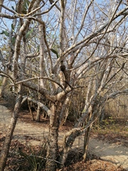Spondias purpurea