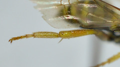Nomada goodeniana