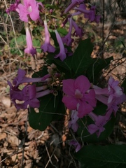 Mansoa alliacea