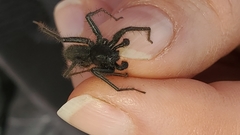 Pardosa lowriei