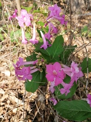 Mansoa alliacea