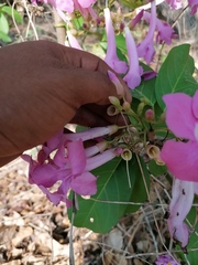 Mansoa alliacea