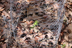 Gentiana puberulenta