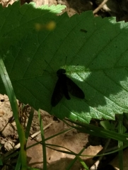 Chrysopilus velutinus