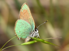 Callophrys affinis homoperplexa