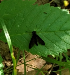 Chrysopilus velutinus