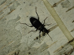 Platynus decentis