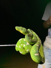 Corallus caninus