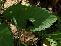 Chrysopilus velutinus