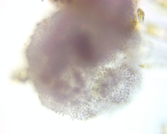 Lamprocystis roseopersicina
