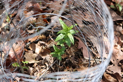 Gentiana puberulenta