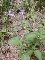 Ruellia occidentalis