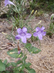 Ruellia occidentalis