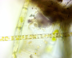 Lamprocystis