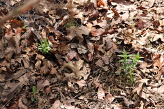 Gentiana puberulenta