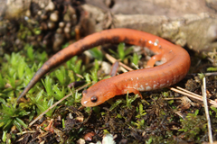 Redback Salamander photo 3
