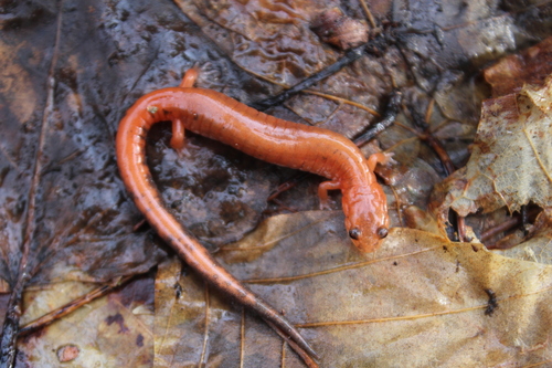 Eastern Red-backed Salamander, photo 8 of 10