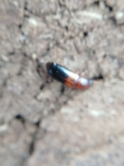 Corticeus bicolor