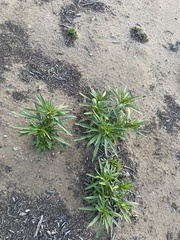 Eriodictyon trichocalyx