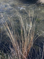 Carex petriei