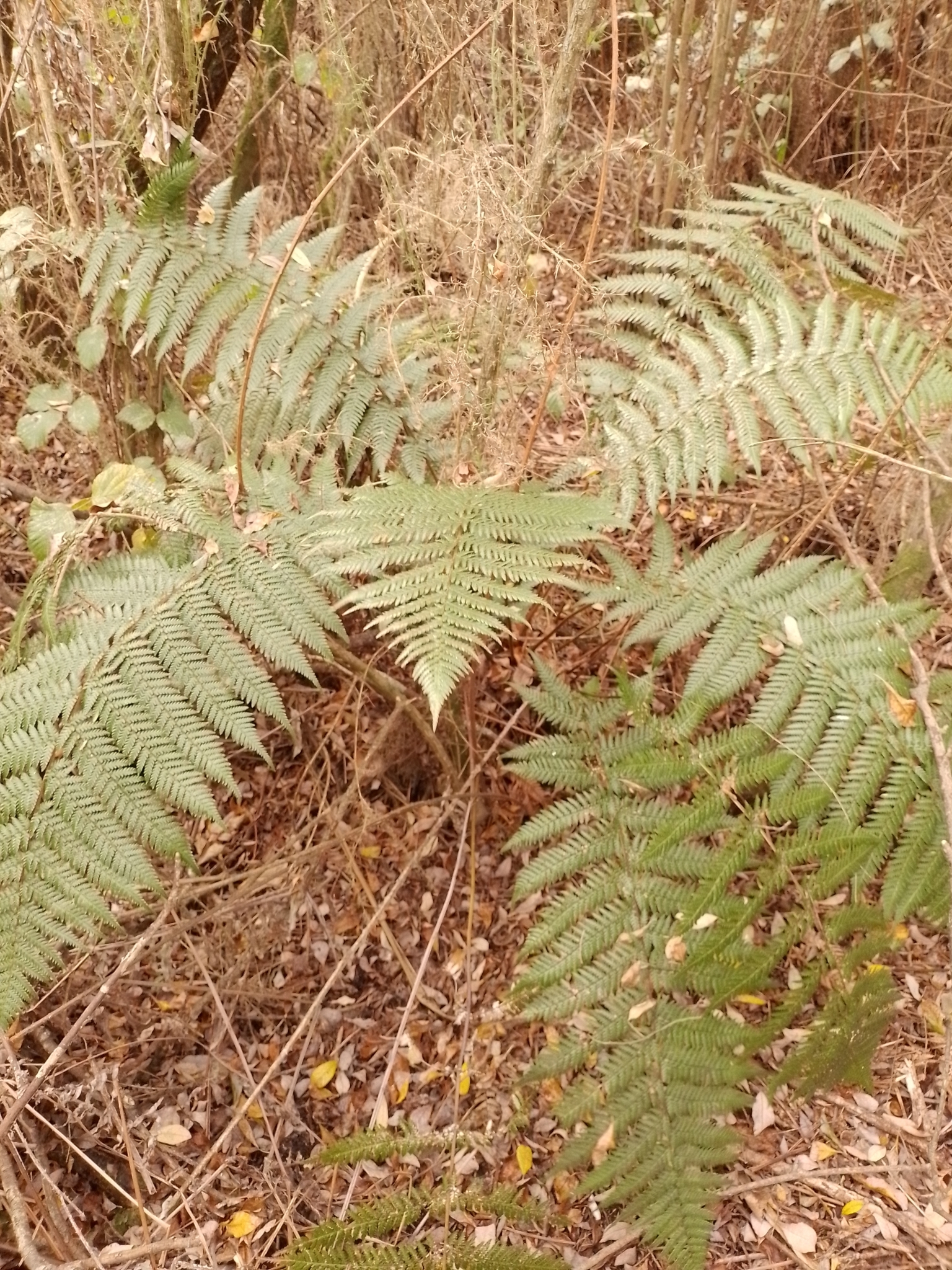 Dicksonia antarctica