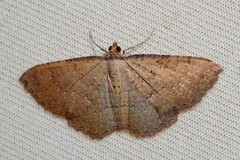 Chrysolarentia microcyma