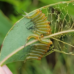 Lophyrotoma interrupta