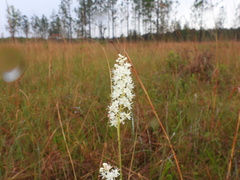 Stenanthium