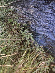 Potamogeton cheesemanii