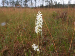 Stenanthium