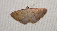 Chrysolarentia microcyma