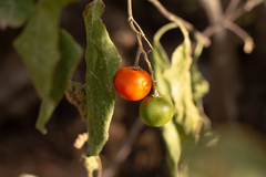 Solanum stuckertii