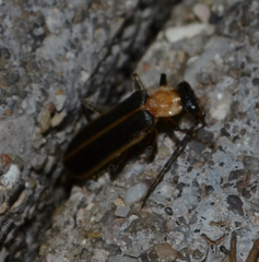 Podabrus flavicollis