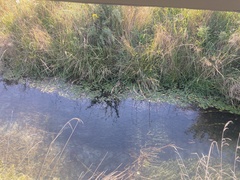 Potamogeton cheesemanii