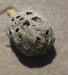 Sacoglottis amazonica