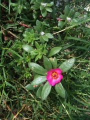 Portulaca amilis