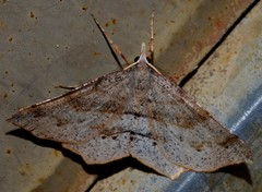 Rhinodia rostraria