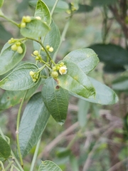 Cocculus diversifolius