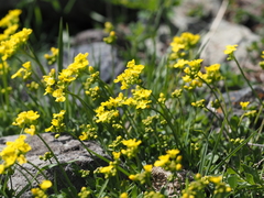 Draba sibirica