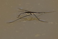 Aquarius conformis