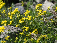 Draba sibirica