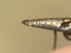 Aquarius conformis