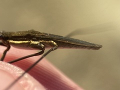Aquarius conformis