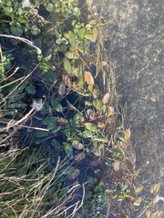 Potamogeton cheesemanii