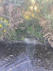 Potamogeton cheesemanii