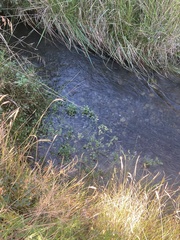 Potamogeton cheesemanii